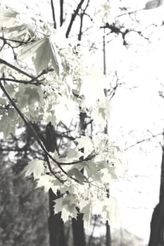 focus on green leaves with sunlight  in nature, note shallow depth of field