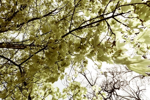 focus on green leaves with sunlight  in nature, note shallow depth of field