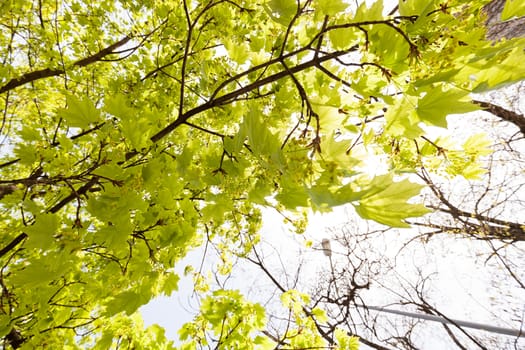 focus on green leaves with sunlight  in nature, note shallow depth of field