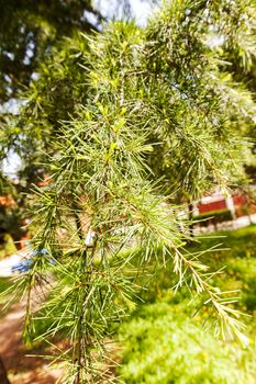 Conifer branch with sunlight  in nature, note shallow depth of field