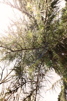 Conifer branch with sunlight  in nature, note shallow depth of field