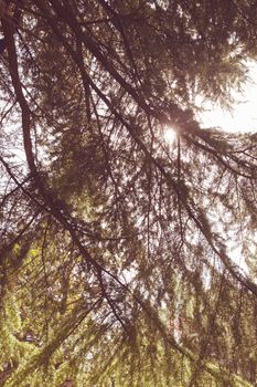 Conifer branch with sunlight  in nature, note shallow depth of field