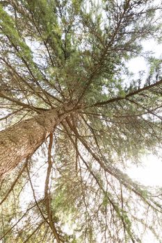 Conifer branch with sunlight  in nature, note shallow depth of field