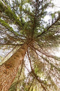 Conifer branch with sunlight  in nature, note shallow depth of field