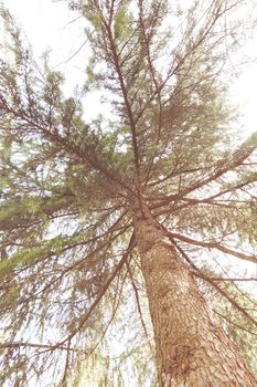 Conifer branch with sunlight  in nature, note shallow depth of field