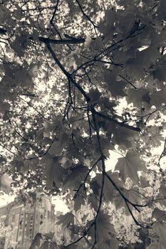 focus on green leaves with sunlight  in nature, note shallow depth of field