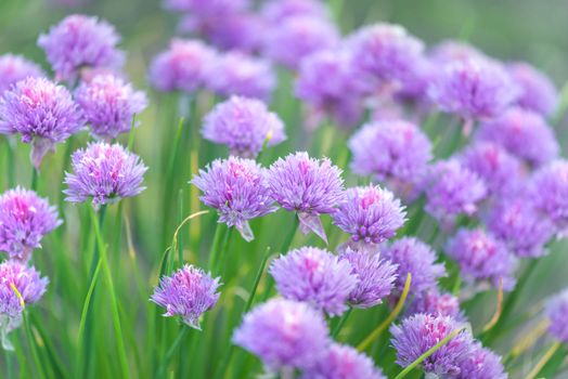 Purple flowers of chives onion (Allium schoenoprasum) outdoors closeup. Spice, growing in the garden