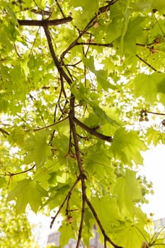 focus on green leaves with sunlight  in nature, note shallow depth of field