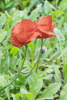 Two bright red poppies covered by dew drops on a background of lush green vegetation, close-up