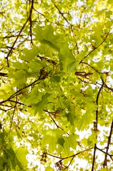 focus on green leaves with sunlight  in nature, note shallow depth of field