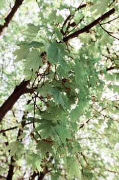 focus on green leaves with sunlight  in nature, note shallow depth of field