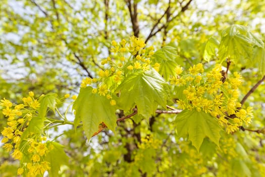 linden tree in bloom, note shallow depth of field