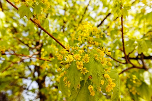 linden tree in bloom, note shallow depth of field