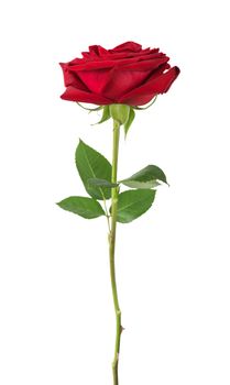 Luxurious dark-red rose on a long stem with green leaves isolated on white background, side view