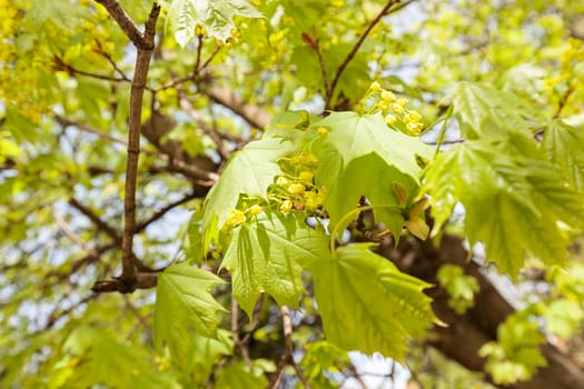 linden tree in bloom, note shallow depth of field