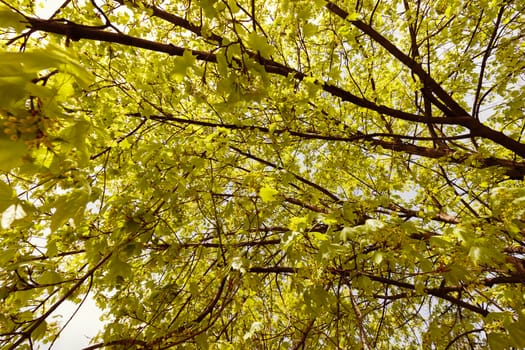 linden tree in bloom, note shallow depth of field