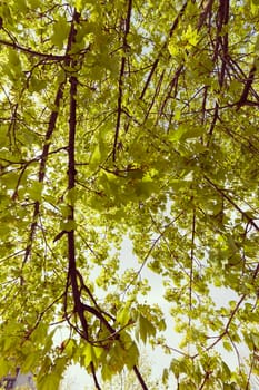 linden tree in bloom, note shallow depth of field