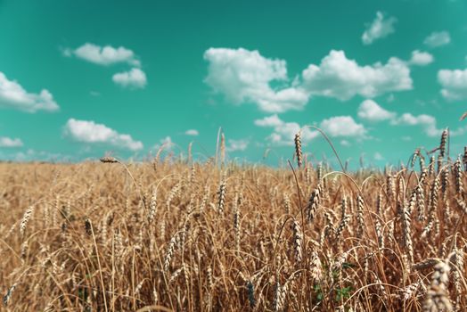 Beautiful rural landscape: a large field of ripe wheat and blue sky with white clouds; toned image