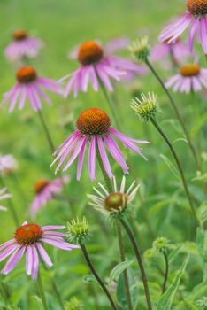 Large plantation of medicinal plants and honey plant Echinacea Purpurea outdoors