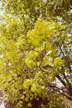 linden tree in bloom, note shallow depth of field