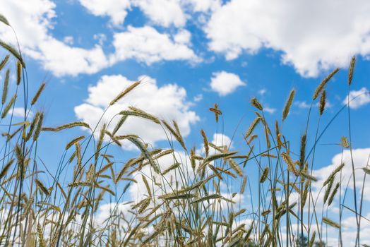 Ripe ears of rye in the field on a background of blue sky with clouds