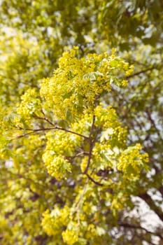 linden tree in bloom, note shallow depth of field