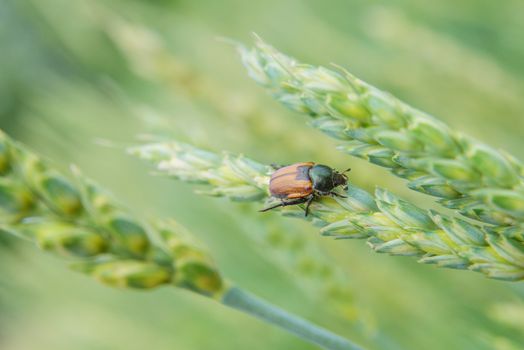 Insect pest of agricultural crops Grain Beetle (lat. Anisoplia Austriaca) on the wheat ear on background of a wheat field