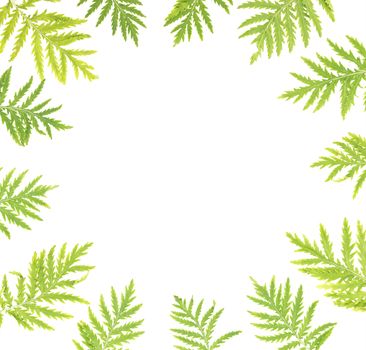 Decorative frame, consisting of green leaves isolated on white background