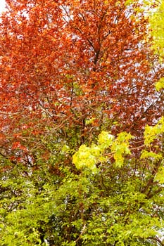 red and green leaves on the trees, note shallow depth of field