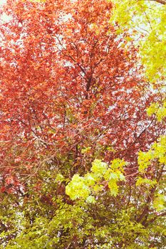 red and green leaves on the trees, note shallow depth of field