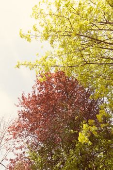 red and green leaves on the trees, note shallow depth of field