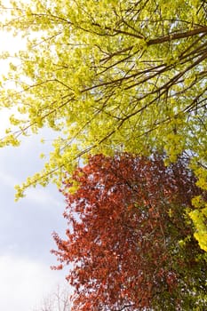 red and green leaves on the trees, note shallow depth of field