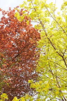 red and green leaves on the trees, note shallow depth of field