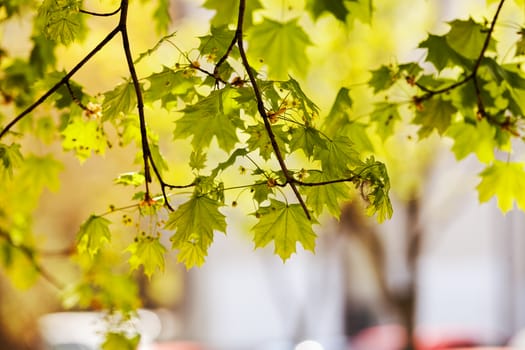 young green leaves in nature on a sunny day, note shallow depth of field