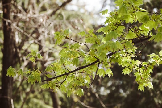 young green leaves in nature on a sunny day, note shallow depth of field