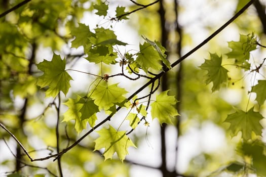 young green leaves in nature on a sunny day, note shallow depth of field