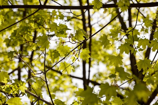 young green leaves in nature on a sunny day, note shallow depth of field