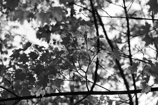 young green leaves in nature on a sunny day, note shallow depth of field