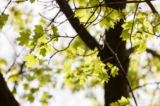 young green leaves in nature on a sunny day, note shallow depth of field