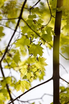 young green leaves in nature on a sunny day, note shallow depth of field