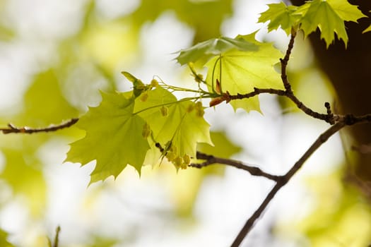 young green leaves in nature on a sunny day, note shallow depth of field