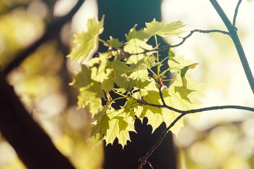 young green leaves in nature on a sunny day, note shallow depth of field