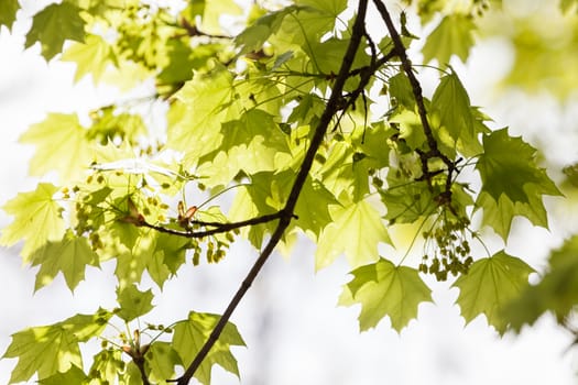 young green leaves in nature on a sunny day, note shallow depth of field