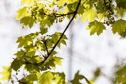 young green leaves in nature on a sunny day, note shallow depth of field