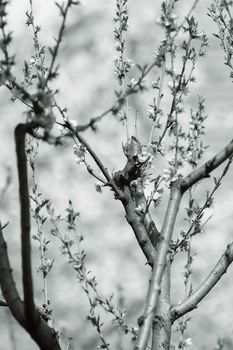 tree with pink blossoms in the city, note shallow depth of field