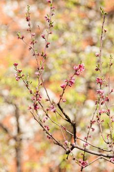 tree with pink blossoms in the city, note shallow depth of field