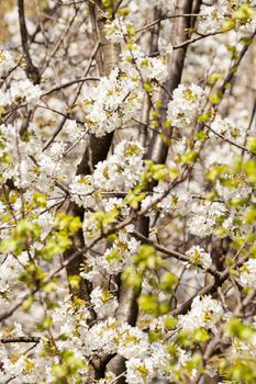 tree with white flowers in the spring, note shallow dept of field