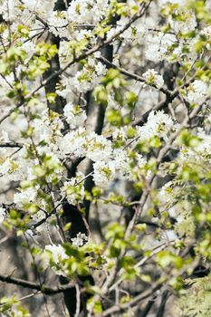 tree with white flowers in the spring, note shallow dept of field