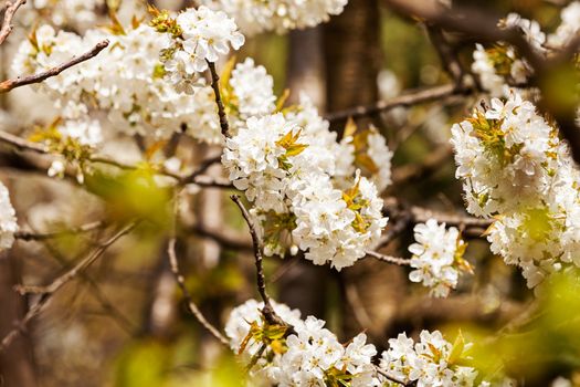 tree with white flowers in the spring, note shallow dept of field