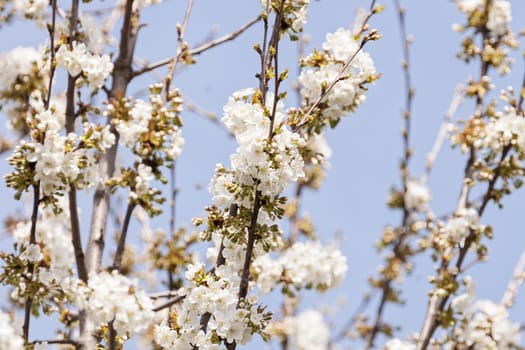 tree with white flowers on the blue backgrounds, note shallow dept of field